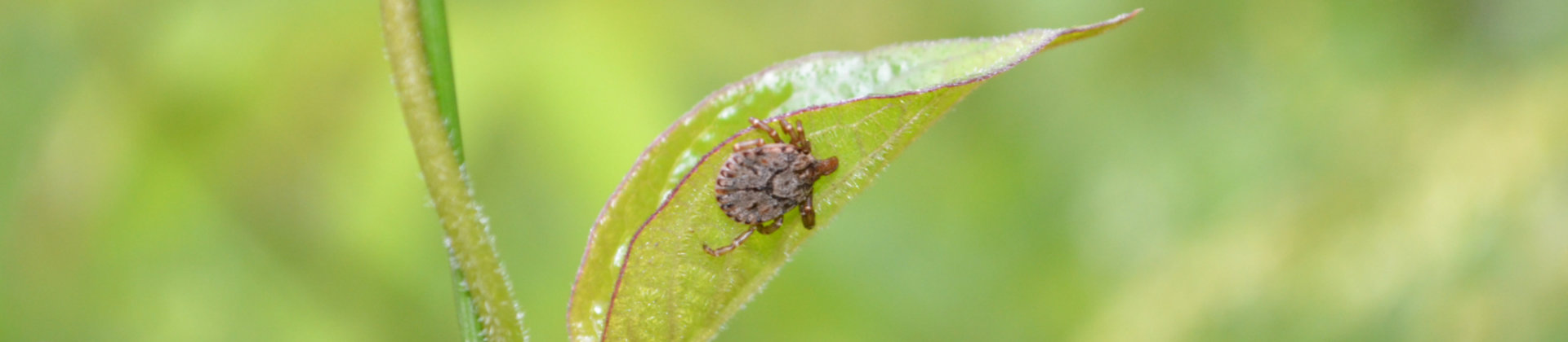 Amblyomma testudinarium